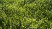 wavy green grass 