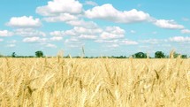 field of golden wheat 