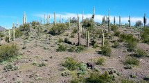 desert cactus landscape 