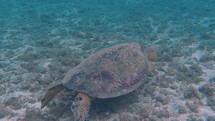 sea turtle in Hawaii 
