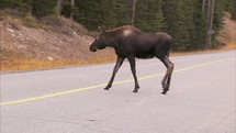 moose crossing the road 
