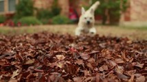 dog playing in leaves 