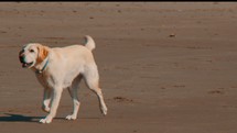 dog running in slow motion on a beach 