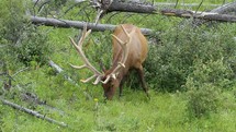 bull elk grazing 