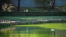 white ducks floating on a pond and people Jogging In The Park