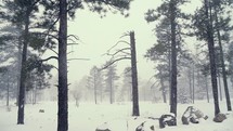 A forest in a snow storm