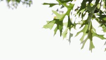 green oak leaves 
