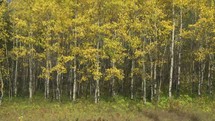 Forest of poplar trees with leaves blowing in the wind.