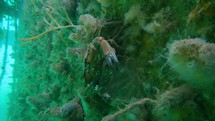 Pan of Male Velvet Swimming Crab on Top of Female, Underwater in County Dublin, Ireland