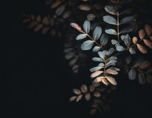 Branches on a dark background 