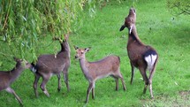 Sika Deer Pulling Leaves from Weeping Willow Tree with Fawns, Enniskerry