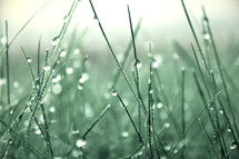 dew drops on grass 