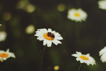 honey bee on a daisy 