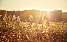 horse grazing under intense sunlight 