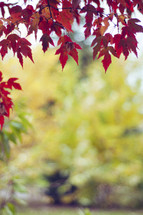 red fall leaves and blurry background 