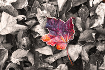 colored fall leaf on gray leaves 
