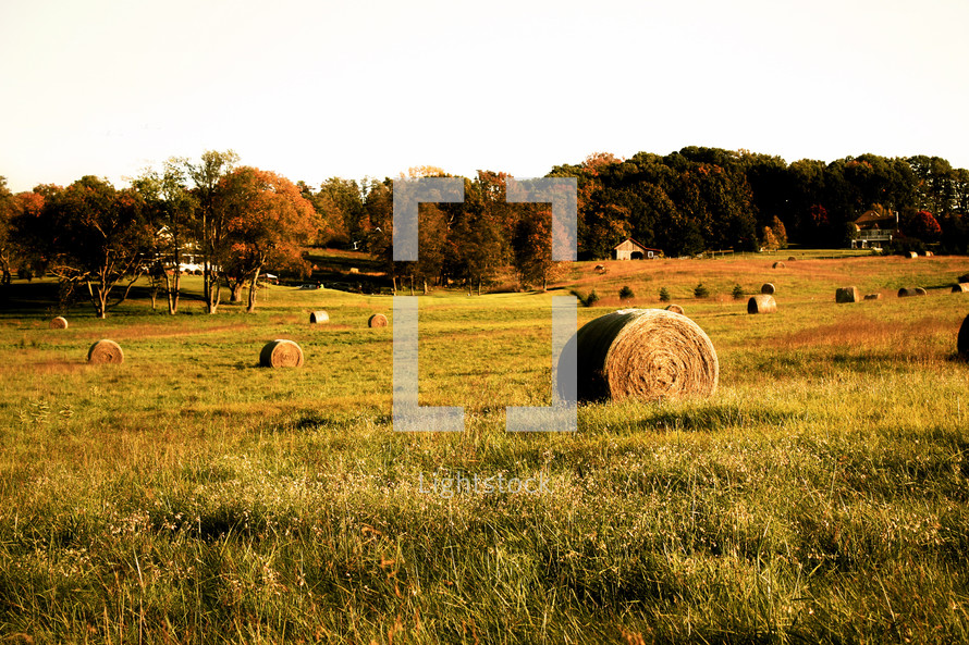 bales of hay in a field 