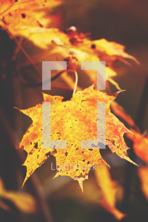 fall leaves 