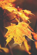 fall leaves 