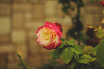 Rose in bloom 