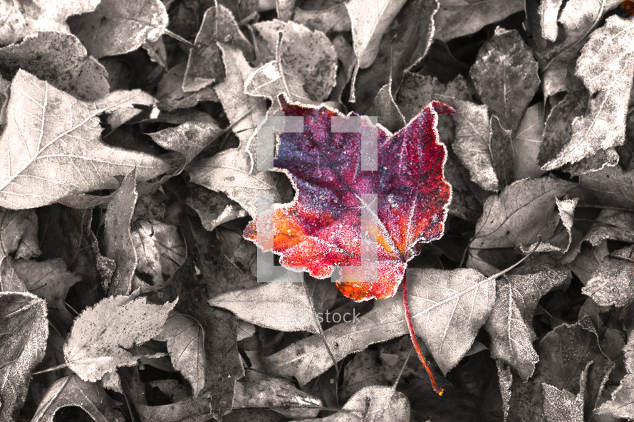 colored fall leaf on gray leaves 