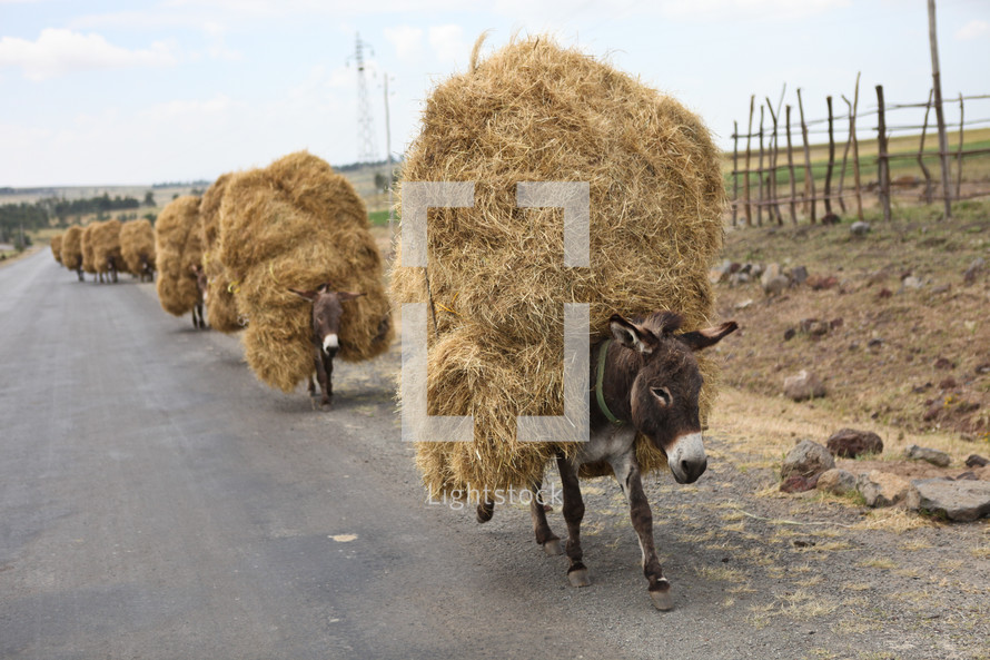 Mules carrying hay on their backs.