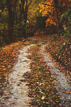 fall leaves on a path trough a forest 