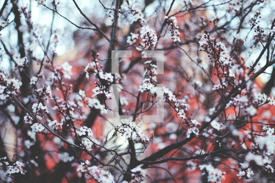 A blooming cherry tree.