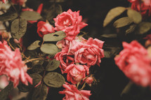 light red roses 