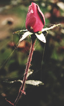 spider web on a red rose bud 