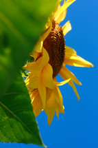 a yellow sunflower against a blue sky 