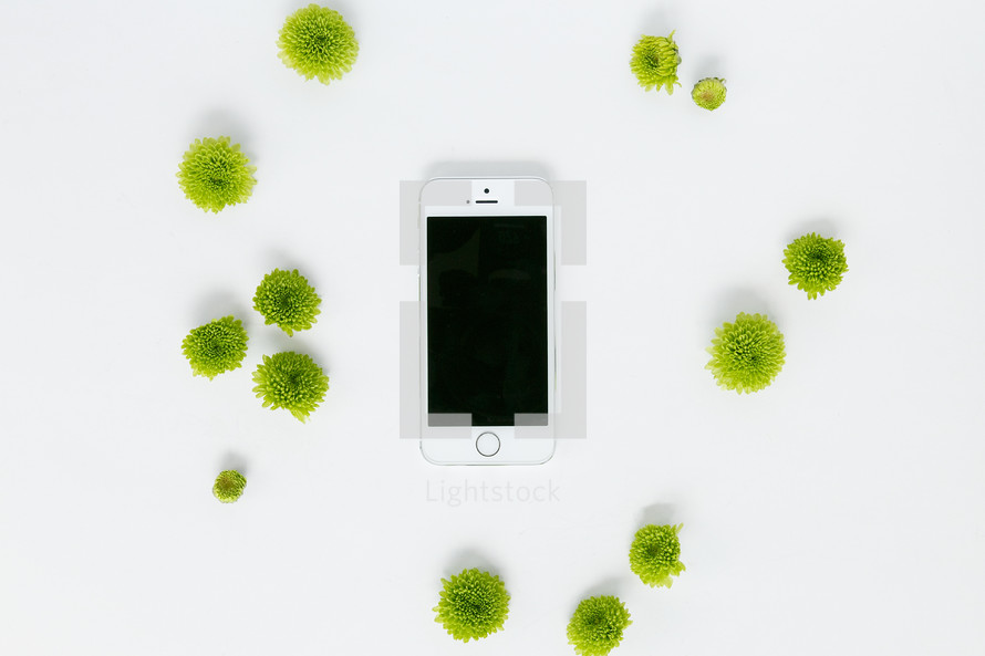 green mums and cellphone on a white background 