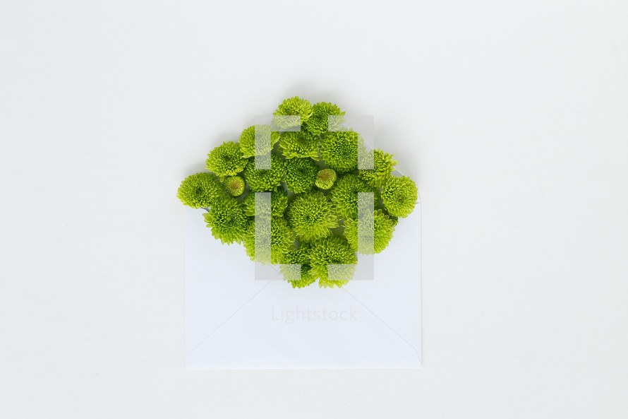 green mums and blank paper on a white background 