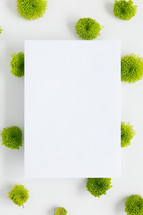 green mums and blank paper white background 