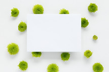 blank white paper on green mums 