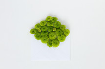 green mums and blank paper on a white background 