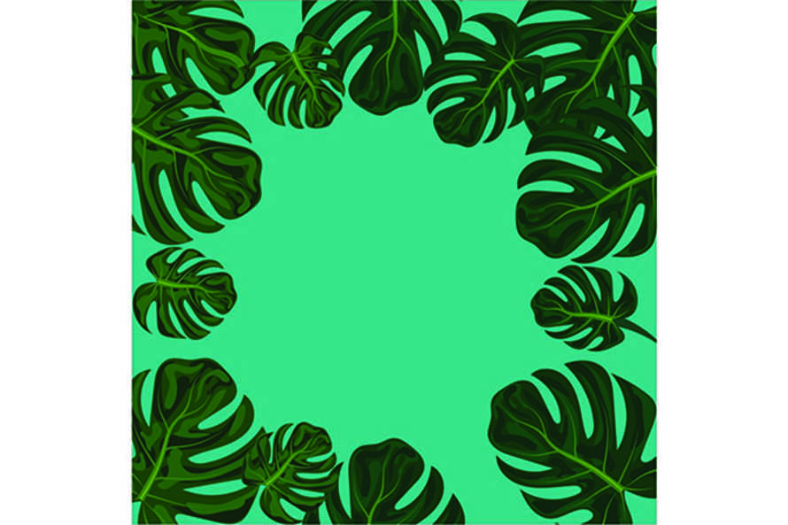  tropical frame with green monstera leaves on background	