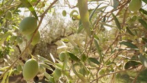 Olive tree branches moving with the wind in Calabria 