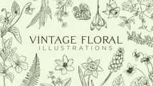 Vintage Floral Illustrations