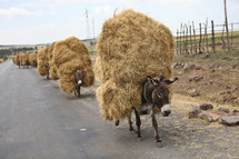 Mules carrying hay on their backs.