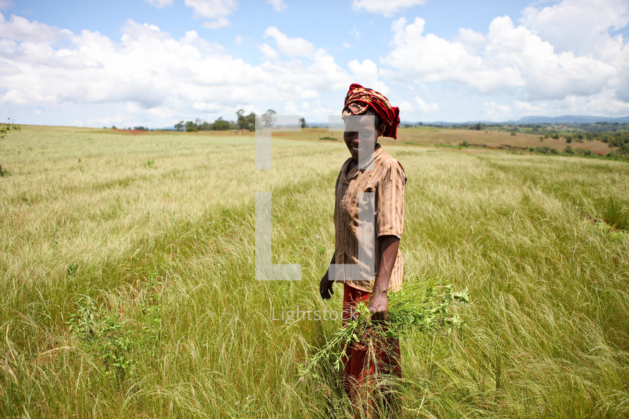 woman harvesting in Ethiopia 