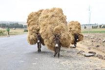 donkeys carrying hay