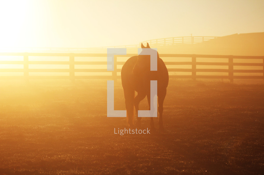a horse in intense sunlight 