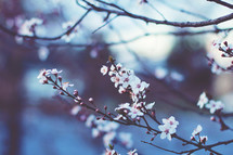 spring blossoms on a tree branch
