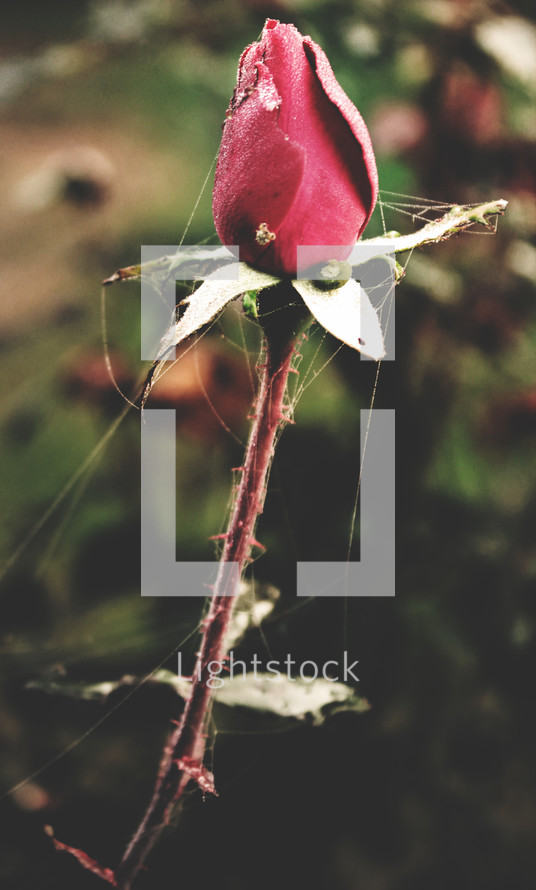 spider web on a red rose bud 