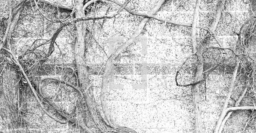 vines on a wall background in black in white 
