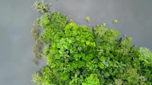Aerial shot drone camera face down flying over lagoon and forest before flying over canoe boat with tour group