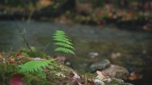 Green Fern In The Forest