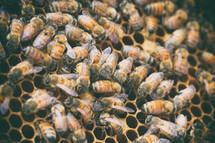 bees in a honey comb 