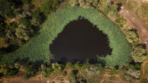 Lake of lotus in Russia. Aerial view.